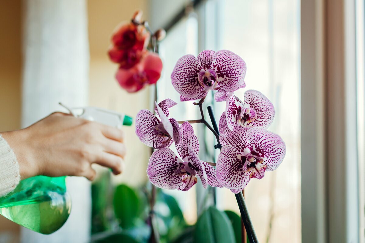 Prečo listy orchideí žltnú? Tu sú 3 kroky na záchranu vašej rastliny + tajná prísada